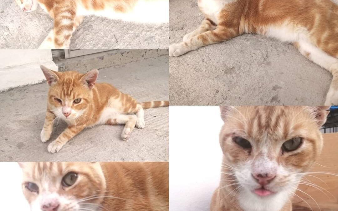 «Cuando salimos de la veterinaria, mi mami temporal me abrazo y comenzó a llorar…» La historia de Morph🐱